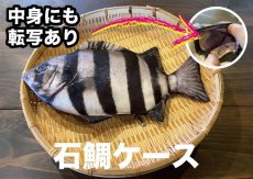 画像1: 【取扱店限定ハンドメイド雑貨】石鯛ケース(チャック仕様) (1)